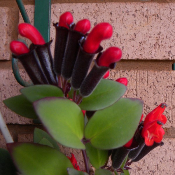 Lipstick plant 2
