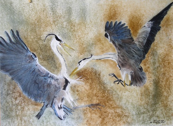 Battling Gray Herons