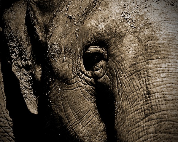 Elephant 1