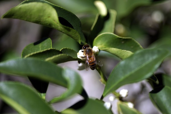 Bee