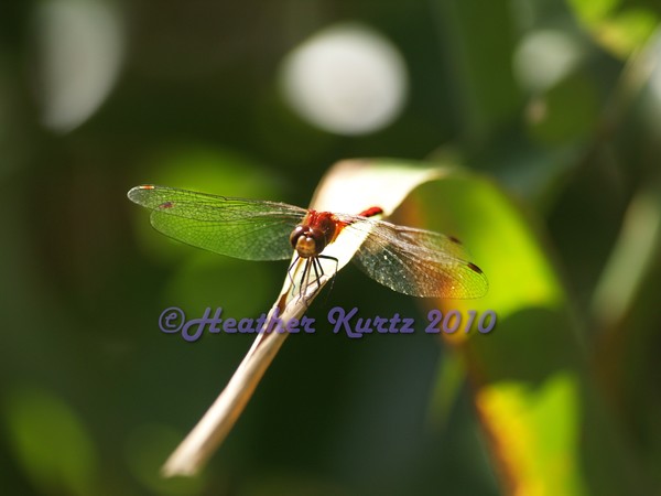 Red Dragonfly