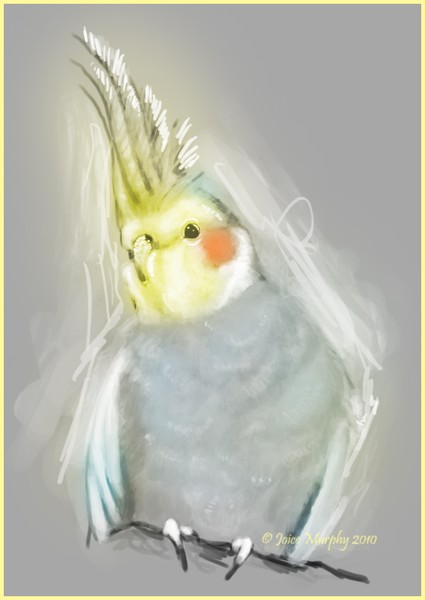 cockatiel 