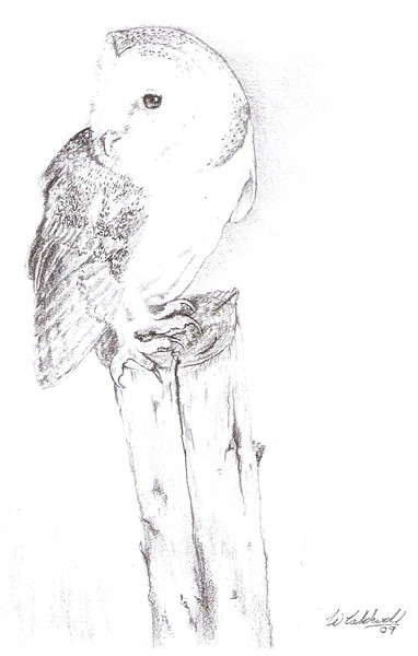 Barn owl