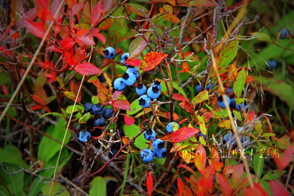 Nature's Sweets