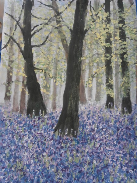 bluebell woods