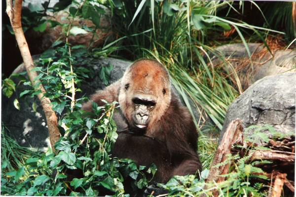 Gorilla in the Mist
