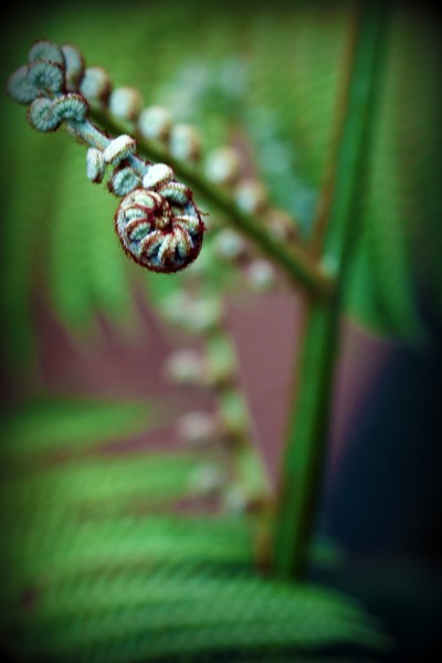 Tree Bud