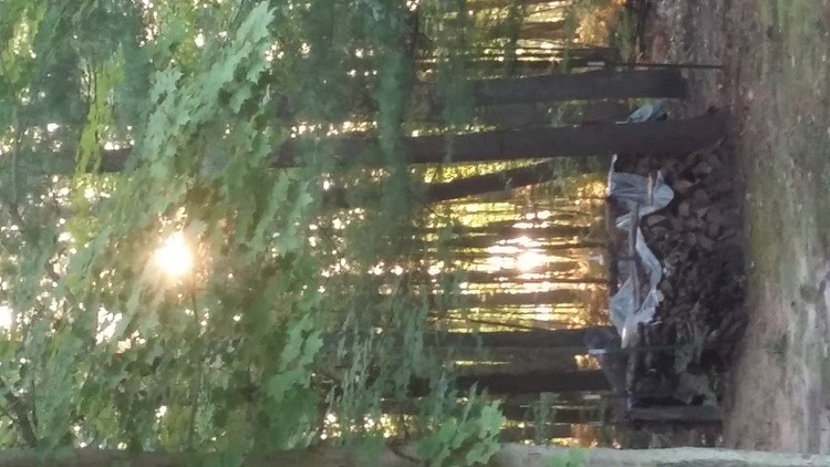 YES, THE SUN CAN GET THROUGH MY WOODS