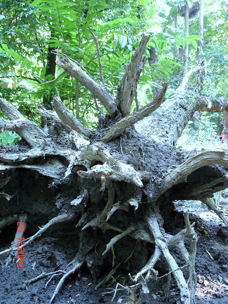 uprooted