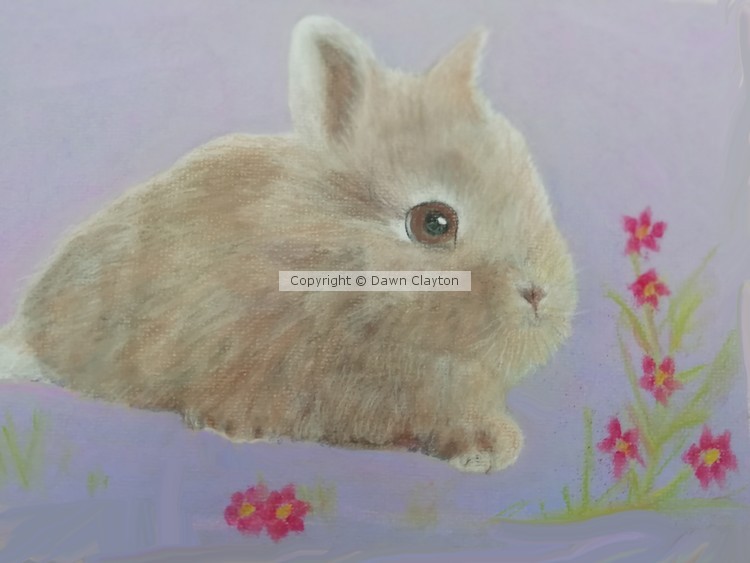 Little Bunny