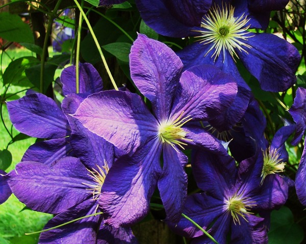 Clematis 1624 - 8x10 L