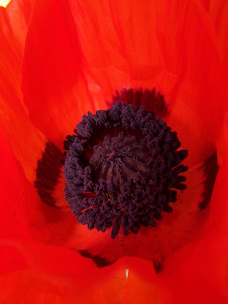 Poppy