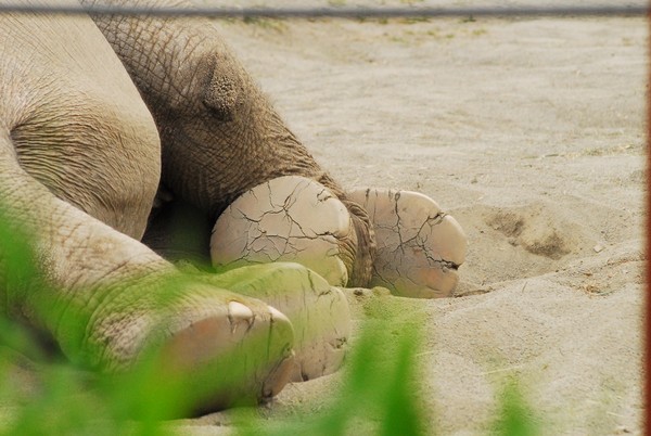 Someone Needs A Pedicure