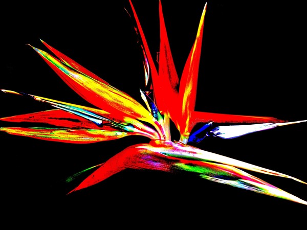 Bird of Paradise II