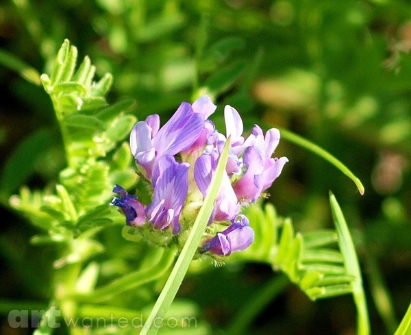 WILD CLOVER FLOWER