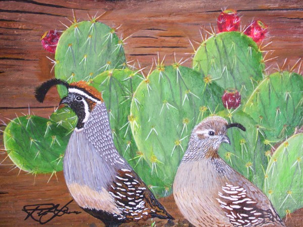 GAMBELS  QUAIL