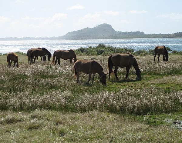 Horses