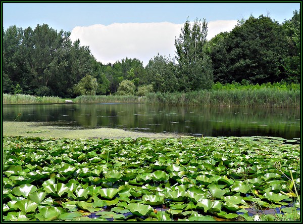 Green Zone Paradise