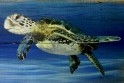 Sea Turtle