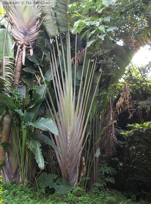 Ravenala madagascariensis 11-28-2010
