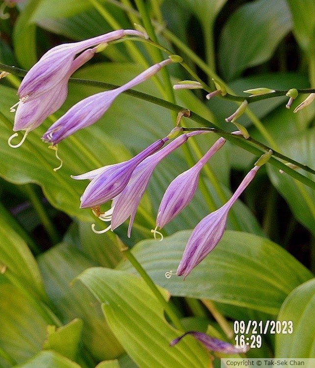 Hosta sieboldii, NYC 09-21-2023