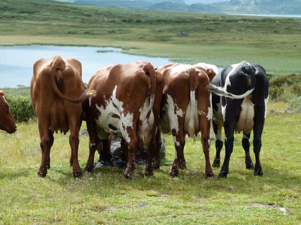 4 cows from the back