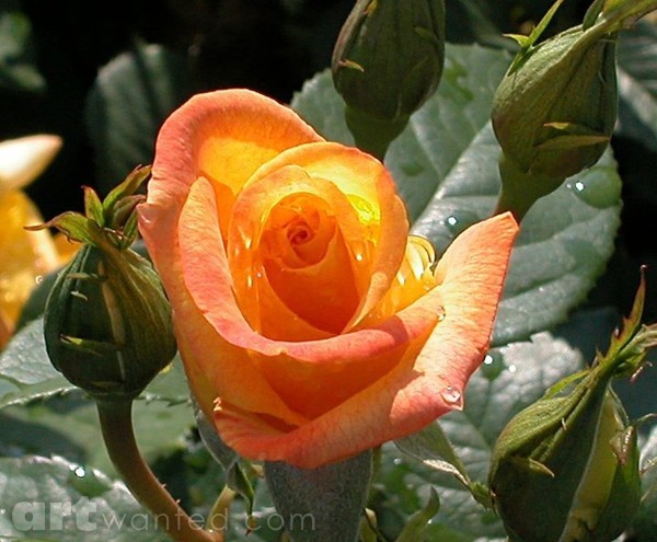 Arancia Rosa