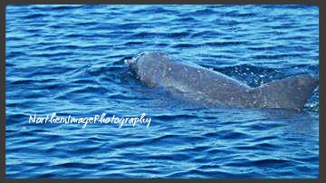 Dolphin