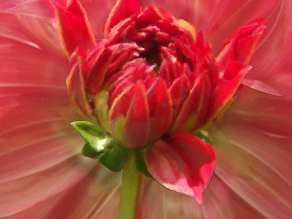 Bud