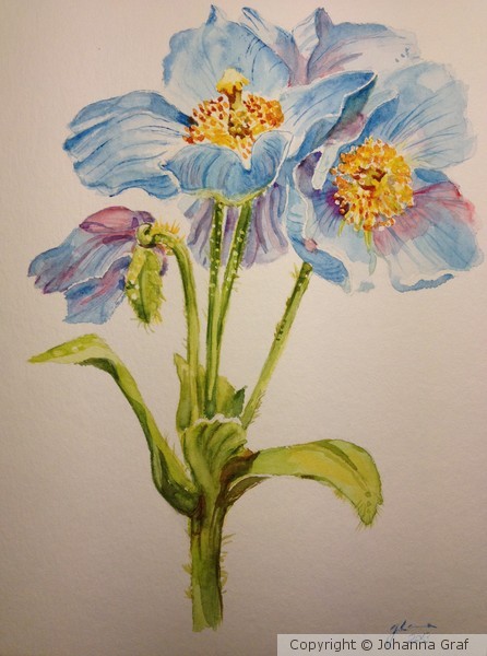 Blue Poppy