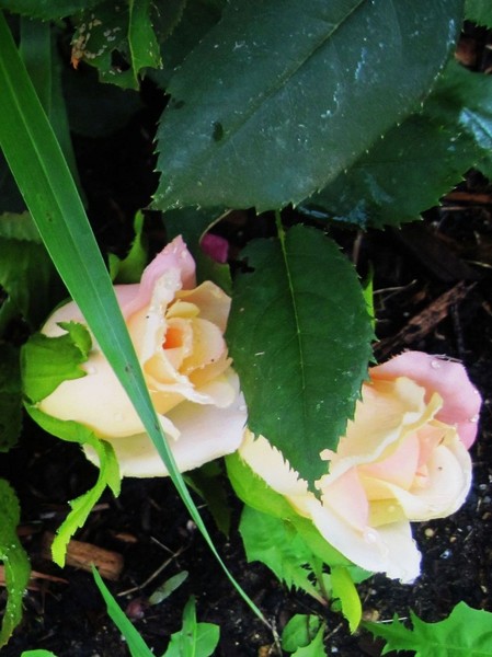 little roses