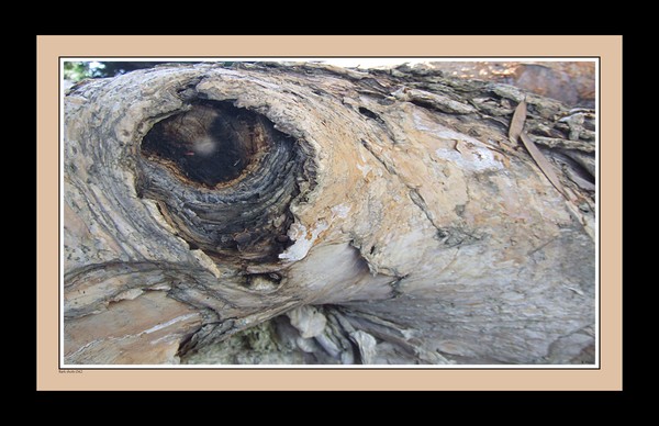 Bark shots 042 11x17