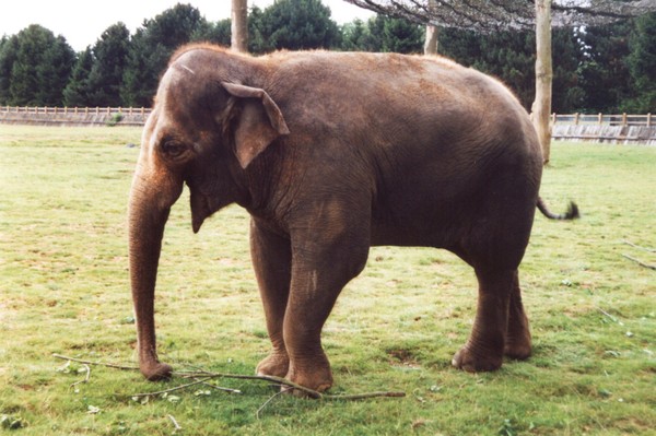 Happy Elephant