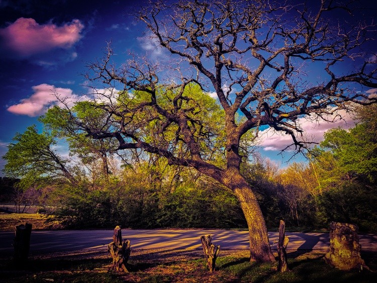Wild Oak Tree
