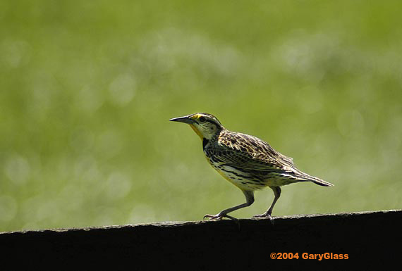 Kentucky Eastern  Meadowlark