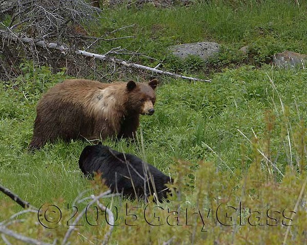 Black Bears of Tower Falls