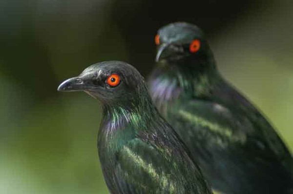 Metallic Starlings