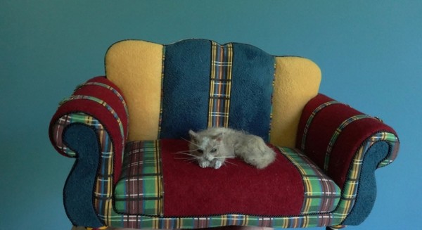 Fluffy Cat