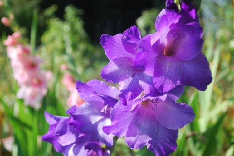 Gladiolus