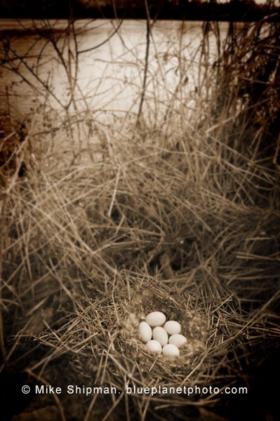 Snake River Eggs