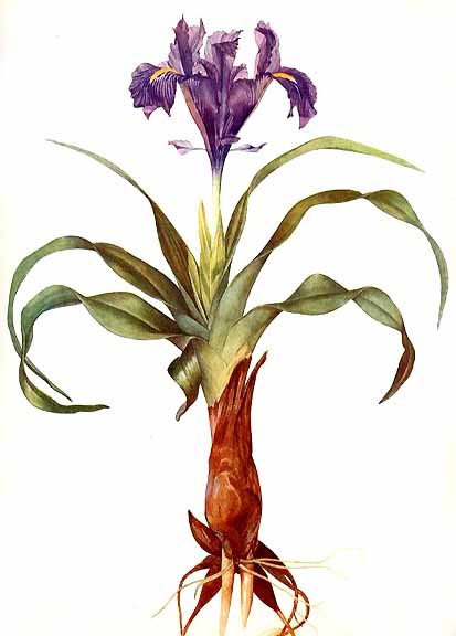 Irises
