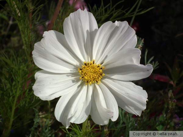 white cosmos