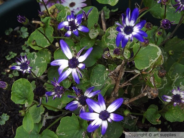 Blue.Senetti
