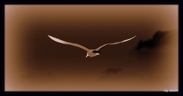 majestic flight 