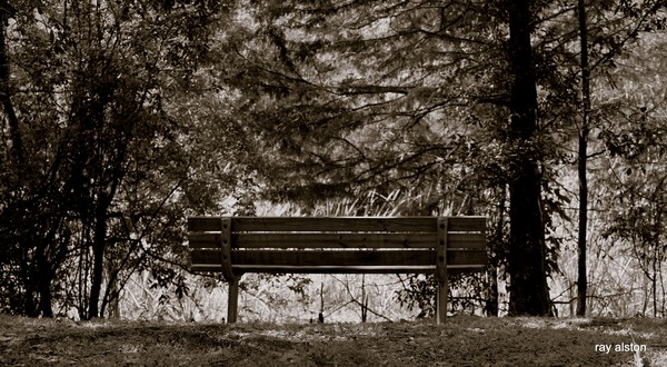 the lonely bench 