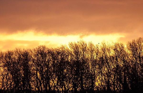 The Dawn
