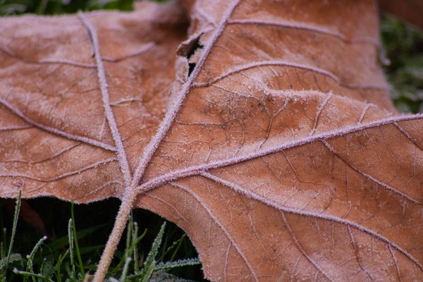 First Frost