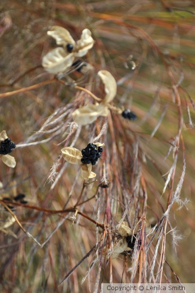 Wheat Berry