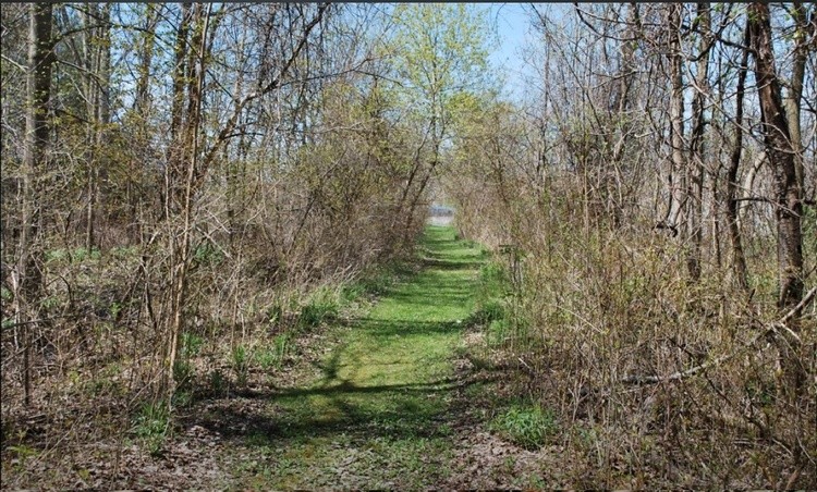 Dunnville Forest 16