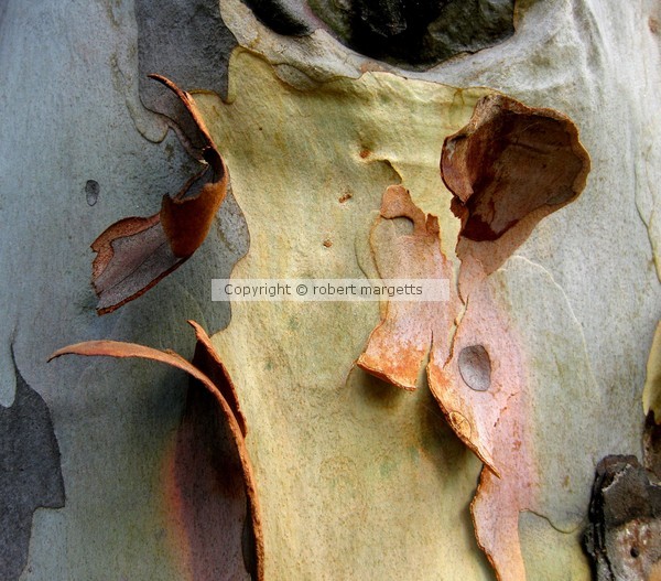 doing time on a limb